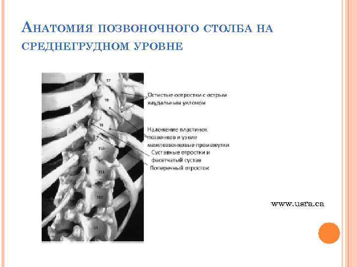 АНАТОМИЯ ПОЗВОНОЧНОГО СТОЛБА НА СРЕДНЕГРУДНОМ УРОВНЕ www. usra. ca 