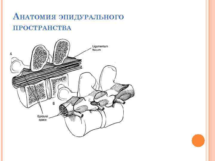 АНАТОМИЯ ЭПИДУРАЛЬНОГО ПРОСТРАНСТВА 