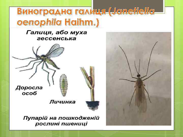 Виноградна галиця (Janetiella oenophila Haihm. ) 