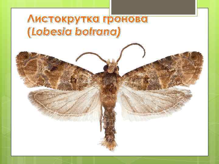 Листокрутка гронова (Lobesia botrana) 