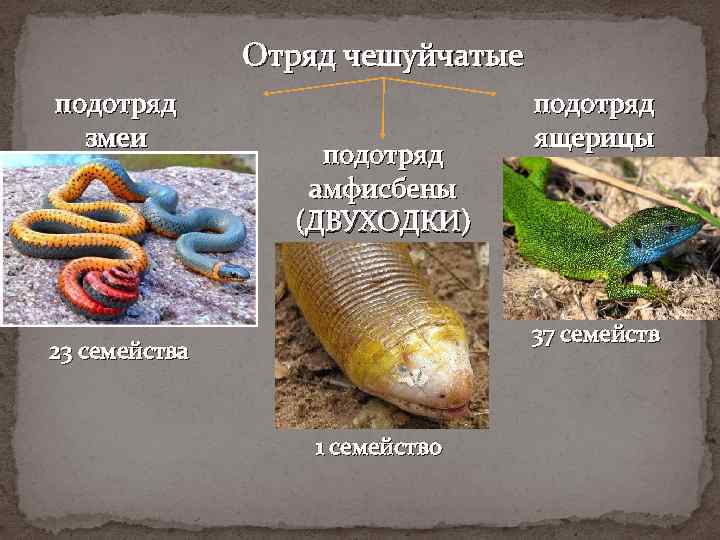 Отряд чешуйчатые подотряд змеи подотряд амфисбены (ДВУХОДКИ) подотряд ящерицы 37 семейств 23 семейства 1