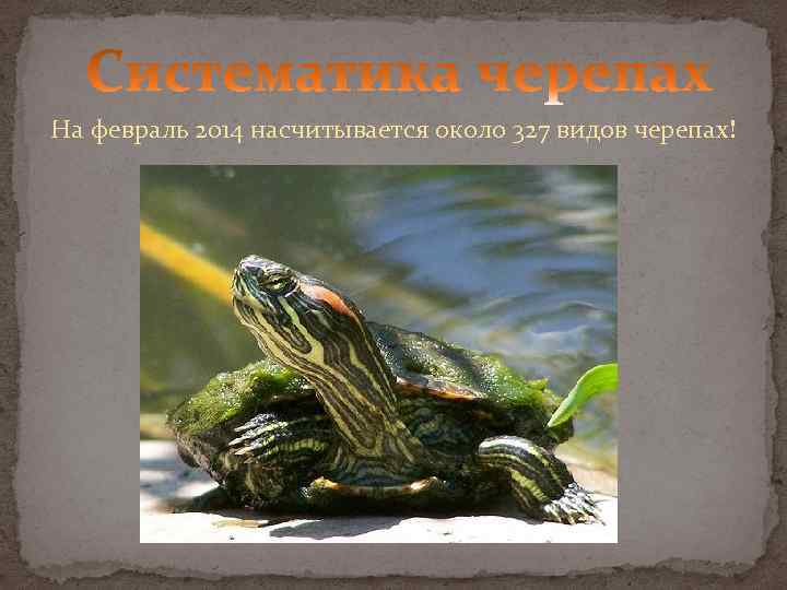 На февраль 2014 насчитывается около 327 видов черепах! 