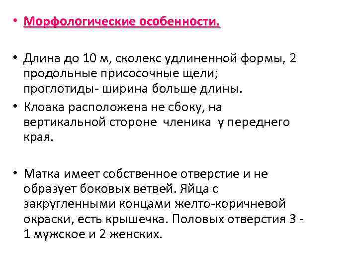  • Морфологические особенности. • Длина до 10 м, сколекс удлиненной формы, 2 продольные