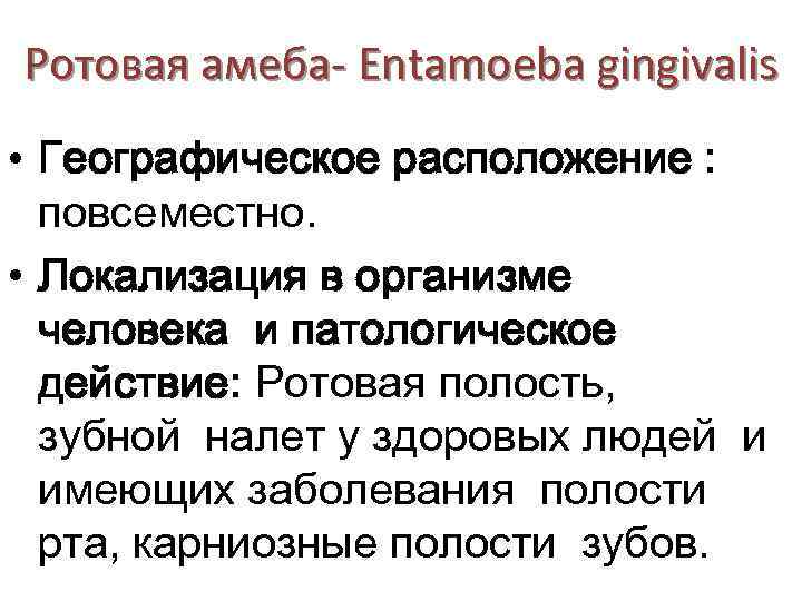 Ротовая амеба- Entamoeba gingivalis • Географическое расположение : повсеместно. • Локализация в организме человека