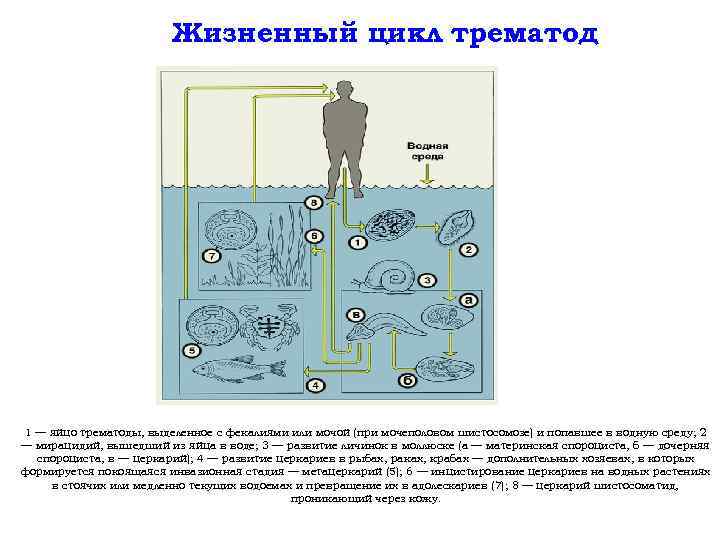 Жизненный цикл трематод 1 — яйцо трематоды, выделенное с фекалиями или мочой (при мочеполовом