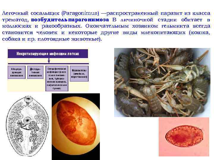 Легочный сосальщик (Paragonimus) —распространенный паразит из класса трематод, возбудитель парагонимоза В личиночной стадии обитает