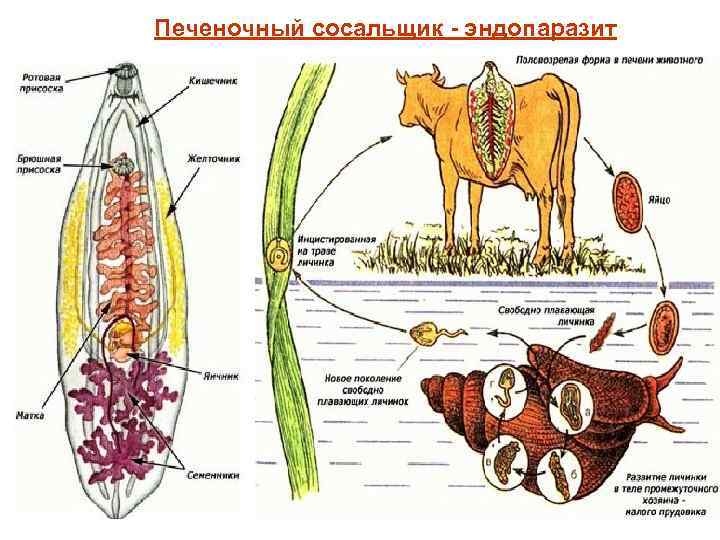 Печеночный сосальщик - эндопаразит 