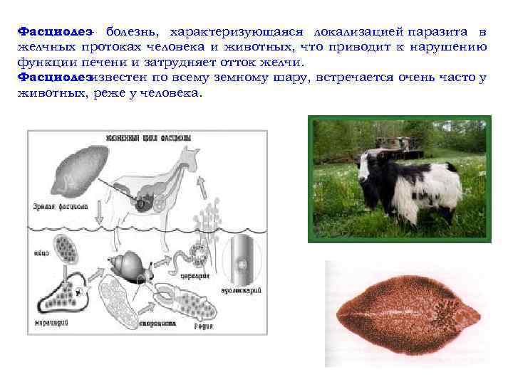 Фасциолез- болезнь, характеризующаяся локализацией паразита в желчных протоках человека и животных, что приводит к