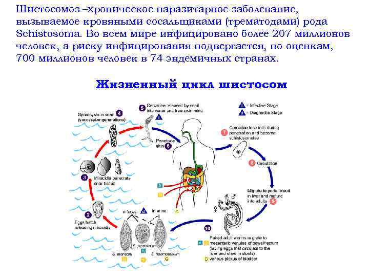 Шистосомоз –хроническое паразитарное заболевание, вызываемое кровяными сосальщиками (трематодами) рода Schistosoma. Во всем мире инфицировано