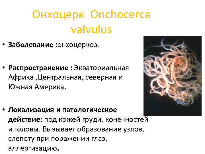 Онхоцерк Onchocerca valvulus • Заболевание : онхоцеркоз. • Распространение : Экваториальная Африка , Центральная,