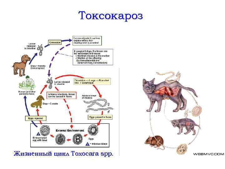 Токсокароз Жизненный цикл Toxocara spp. 