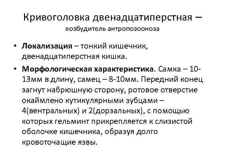 Кривоголовка двенадцатиперстная – возбудитель антропозооноза • Локализация – тонкий кишечник, двенадцатиперстная кишка. • Морфологическая