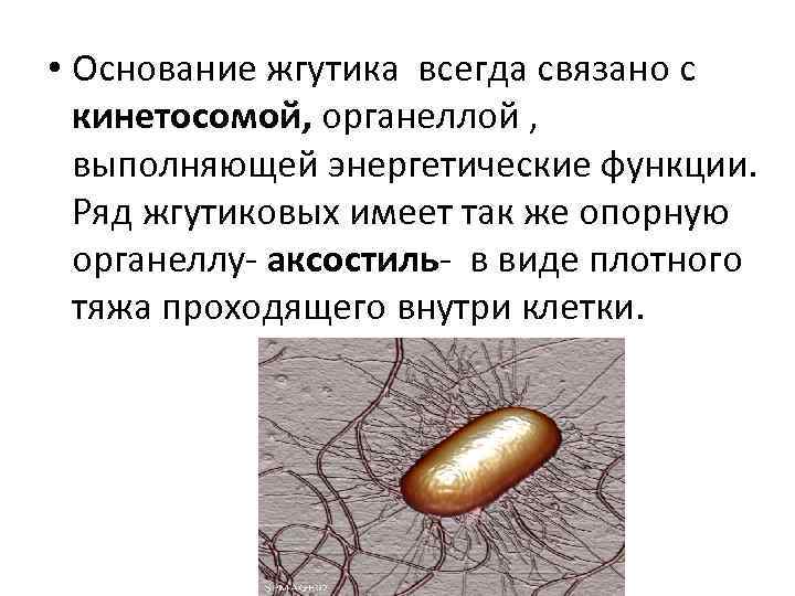  • Основание жгутика всегда связано с кинетосомой, органеллой , выполняющей энергетические функции. Ряд