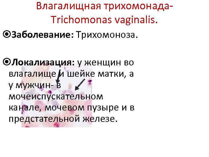 Влагалищная трихомонада. Trichomonas vaginalis. Заболевание: Трихомоноза. Локализация: у женщин во влагалище и шейке матки,