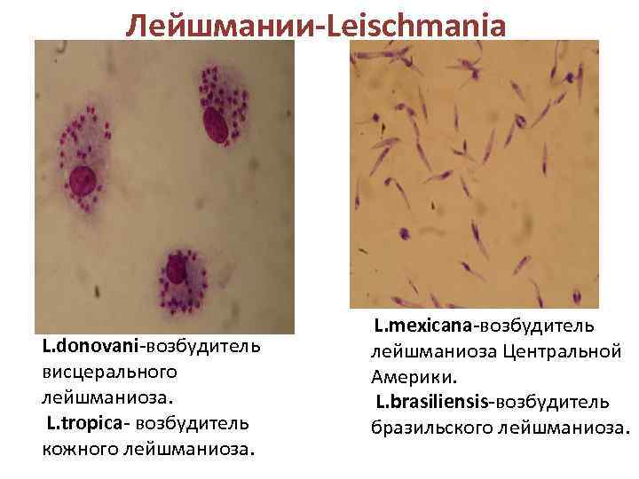 Лейшмании-Leischmania L. donovani-возбудитель висцерального лейшманиоза. L. tropica- возбудитель кожного лейшманиоза. L. mexicana-возбудитель лейшманиоза Центральной