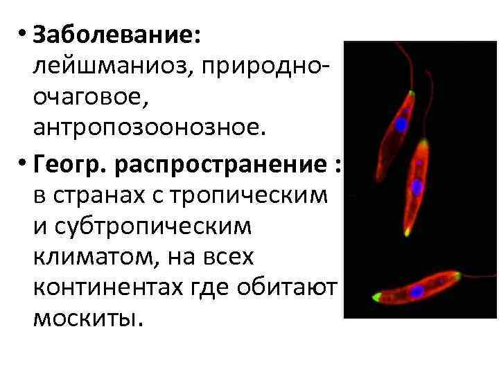  • Заболевание: лейшманиоз, природноочаговое, антропозоонозное. • Геогр. распространение : в странах с тропическим