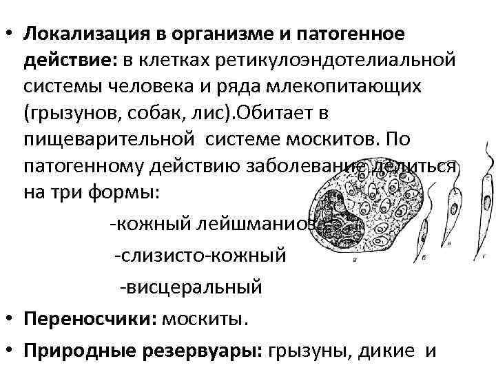  • Локализация в организме и патогенное действие: в клетках ретикулоэндотелиальной системы человека и