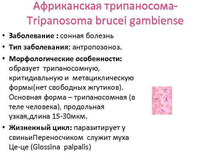 Африканская трипаносома. Tripanosoma brucei gambiense • Заболевание : сонная болезнь • Тип заболевания: антропозоноз.