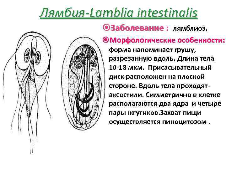 Лямбия-Lamblia intestinalis Заболевание : лямблиоз. Морфологические особенности: форма напоминает грушу, разрезанную вдоль. Длина тела