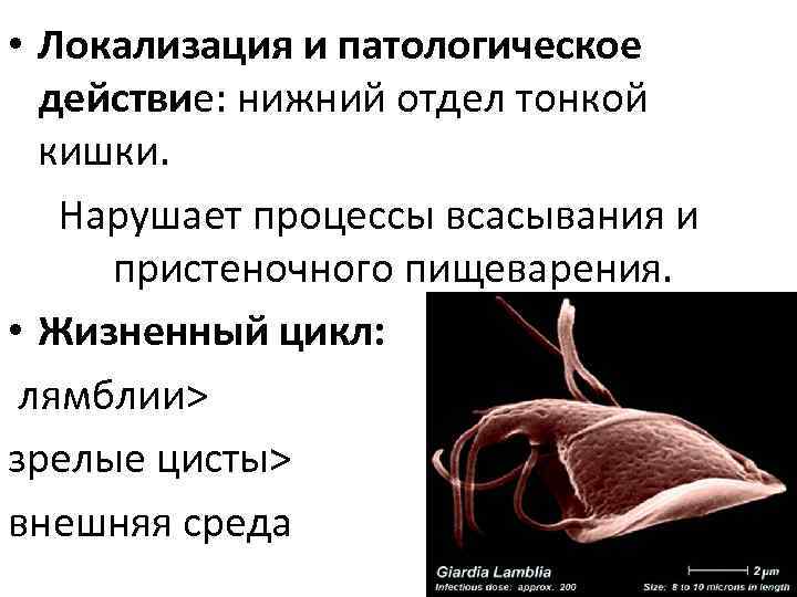  • Локализация и патологическое действие: нижний отдел тонкой кишки. Нарушает процессы всасывания и