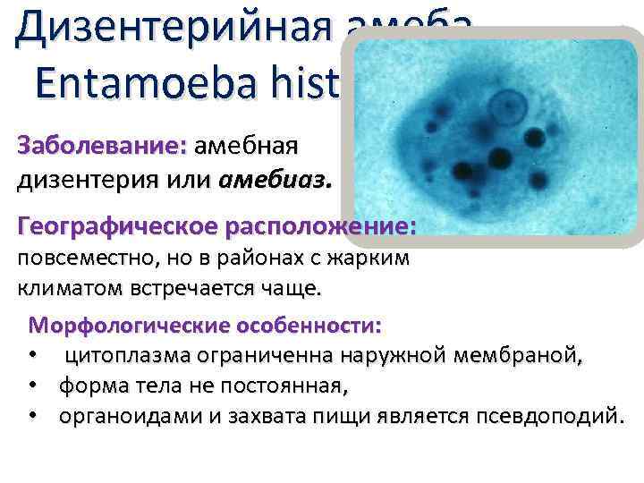 Дизентерийная амеба. Entamoeba histolytica Заболевание: амебная дизентерия или амебиаз. Географическое расположение: повсеместно, но в