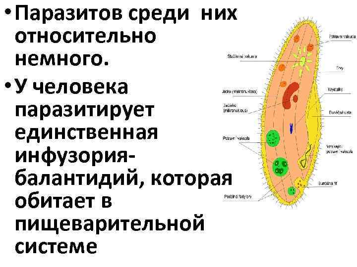  • Паразитов среди них относительно немного. • У человека паразитирует единственная инфузориябалантидий, которая