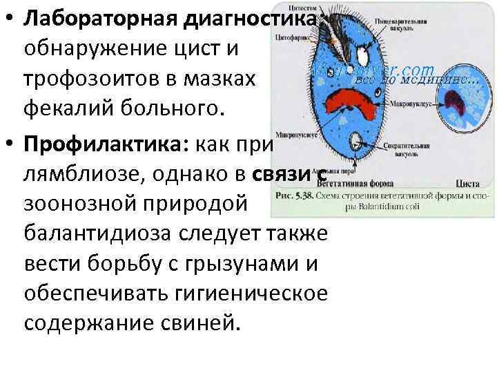  • Лабораторная диагностика: обнаружение цист и трофозоитов в мазках фекалий больного. • Профилактика: