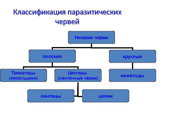 Классификация паразитических червей Низшие черви плоские Трематоды (сосальщики) круглые Цестоды (ленточные черви) лентецы нематоды