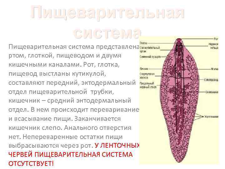 Пищеварительная система представлена ртом, глоткой, пищеводом и двумя кишечными каналами. Рот, глотка, пищевод выстланы