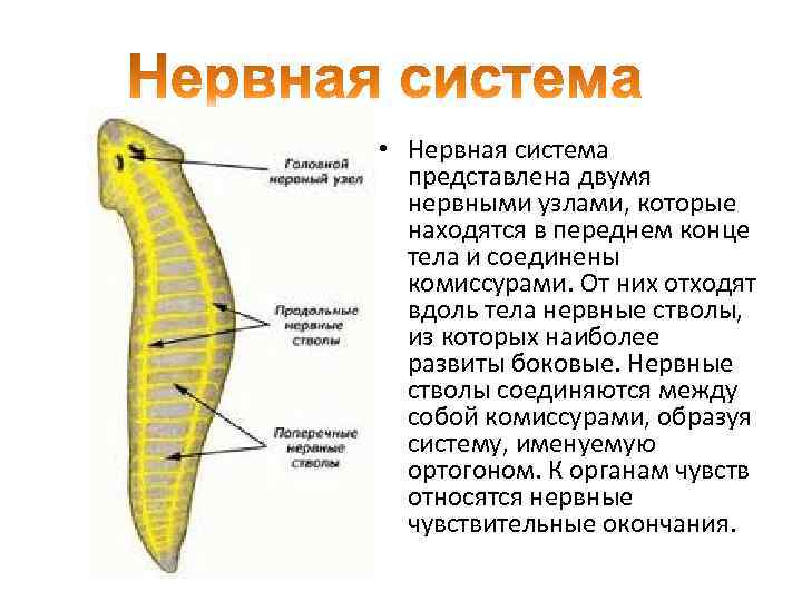  • Нервная система представлена двумя нервными узлами, которые находятся в переднем конце тела