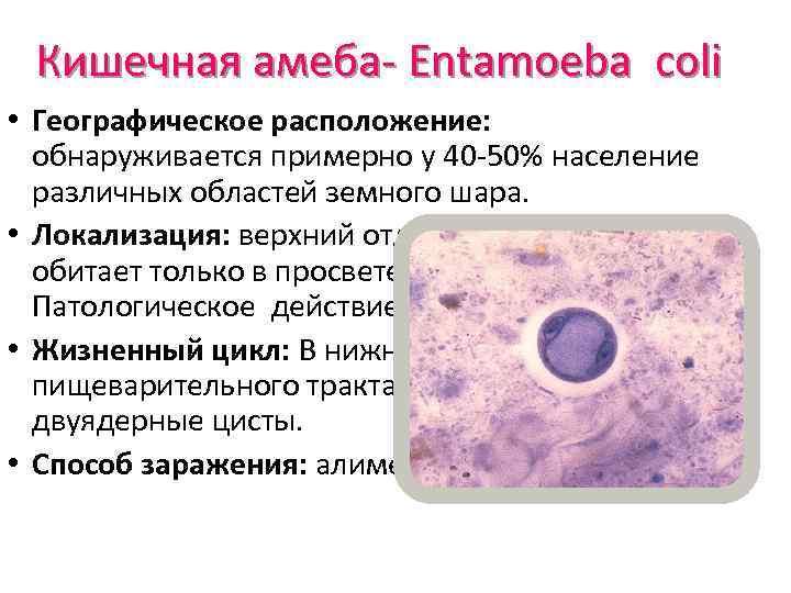 Кишечная амеба- Entamoeba coli • Географическое расположение: обнаруживается примерно у 40 -50% население различных