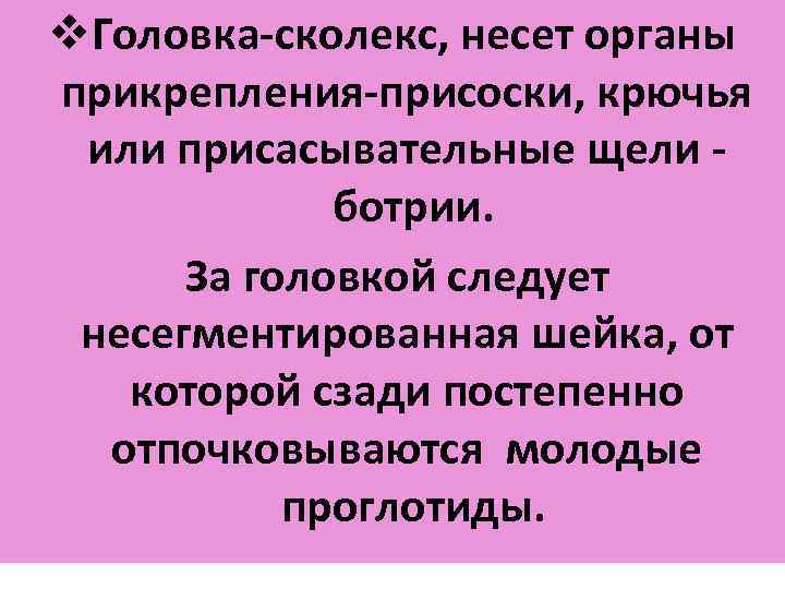 v. Головка-сколекс, несет органы прикрепления-присоски, крючья или присасывательные щели ботрии. За головкой следует несегментированная