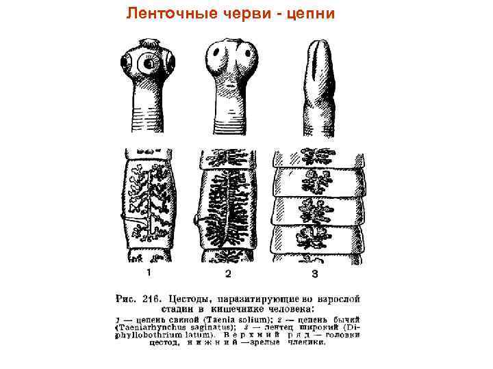 Ленточные черви - цепни 