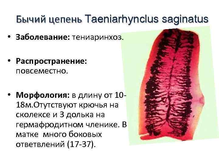 Бычий цепень Taeniarhynclus saginatus • Заболевание: тениаринхоз. • Распространение: повсеместно. • Морфология: в длину