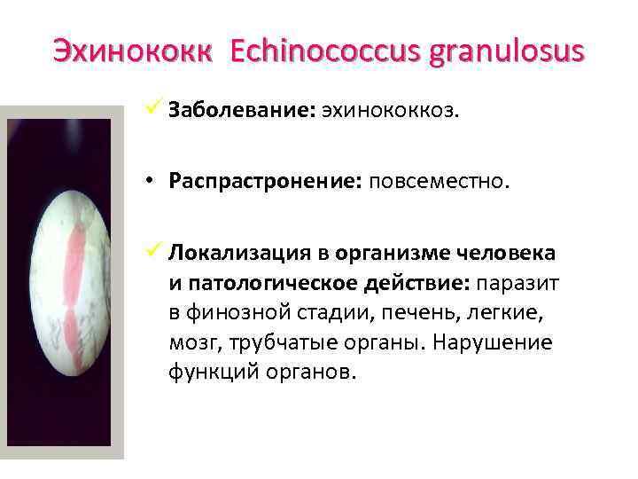 Эхинококк Echinococcus granulosus ü Заболевание: эхинококкоз. • Распрастронение: повсеместно. ü Локализация в организме человека