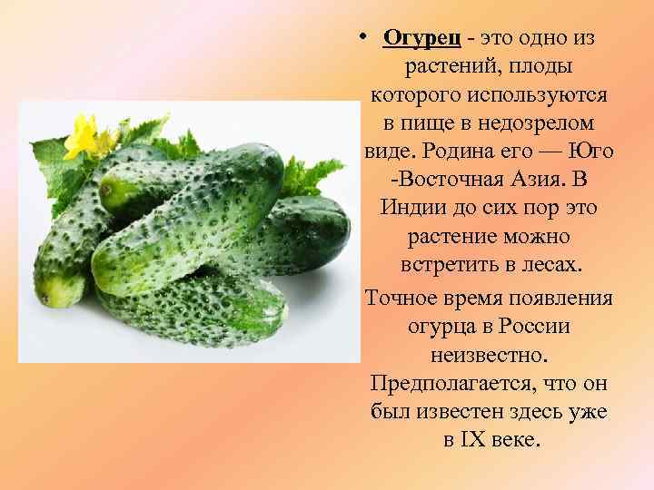  • Огурец - это одно из растений, плоды которого используются в пище в