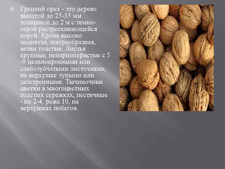  Грецкий орех - это дерево высотой до 25 -35 мм толщиной до 2