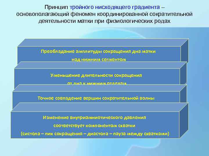 Принцип тройного нисходящего градиента – основополагающий феномен координированной сократительной деятельности матки при физиологических родах