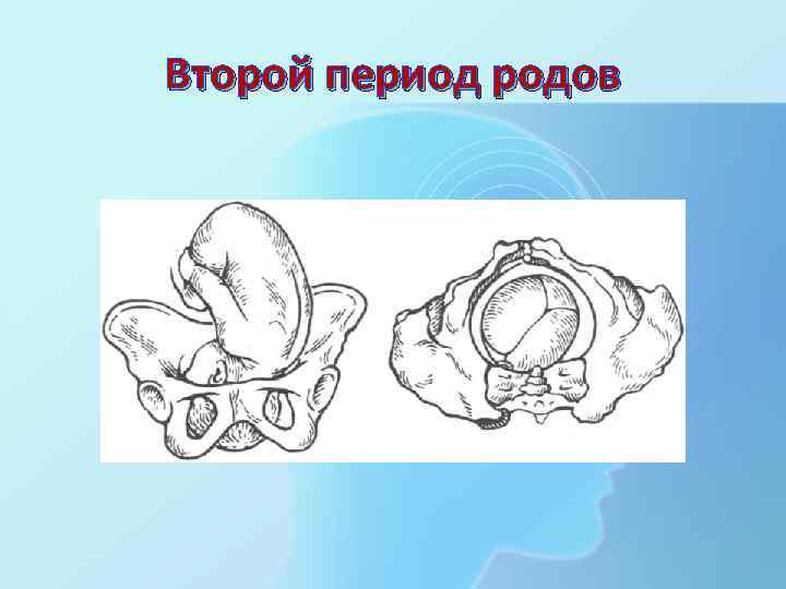 Второй период родов 