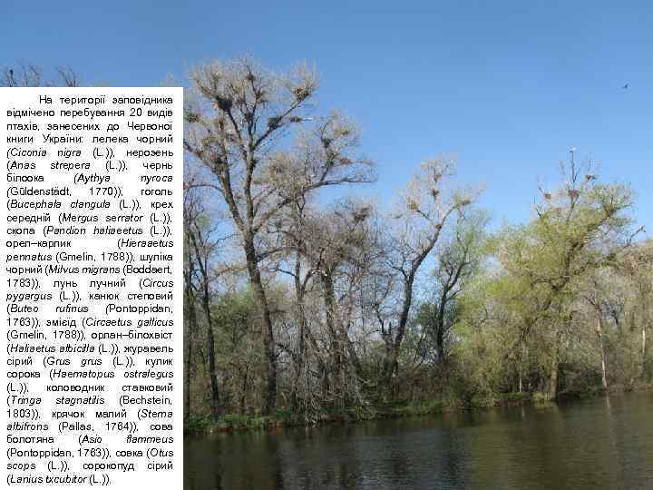 На території заповідника відмічено перебування 20 видів птахів, занесених до Червоної книги України: лелека