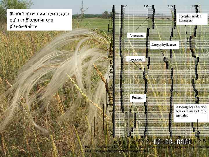 Філогенетичний підхід для оцінки біологічного різноманіття 