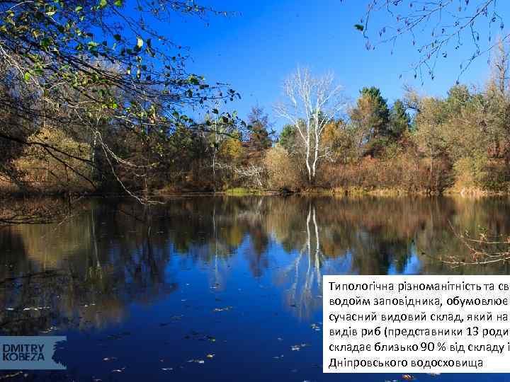 Типологічна різноманітність та сво водойм заповідника, обумовлює сучасний видовий склад, який нар видів риб