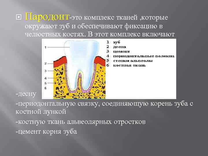  Пародонт-это комплекс тканей , которые окружают зуб и обеспечивают фиксацию в челюстных костях.