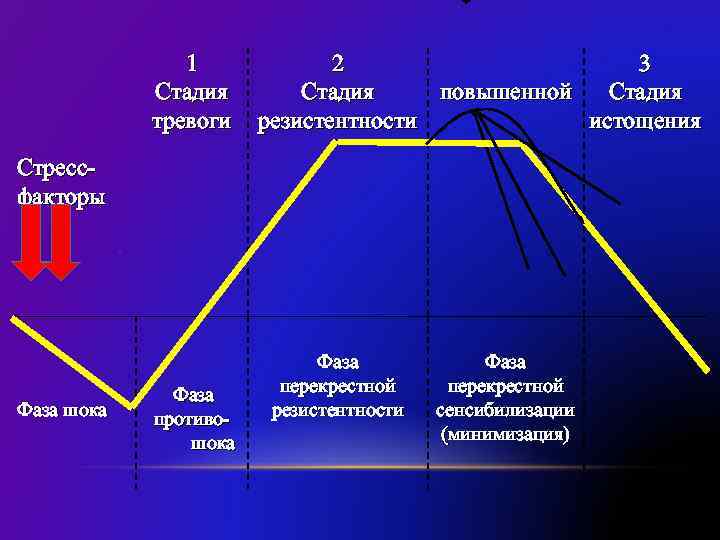 1 Стадия тревоги 2 3 Стадия повышенной Стадия резистентности истощения Стрессфакторы Фаза шока Фаза