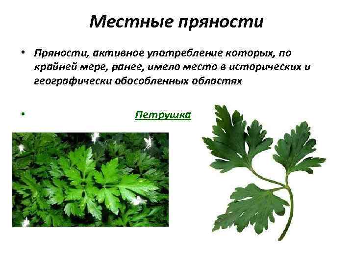 Местные пряности • Пряности, активное употребление которых, по крайней мере, ранее, имело место в