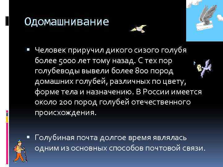 Одомашнивание Человек приручил дикого сизого голубя более 5000 лет тому назад. С тех пор