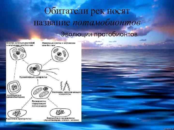 Обитатели рек носят название потамобионтов Эволюция протобионтов 