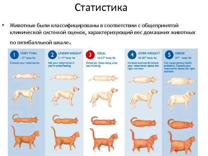 Статистика • Животные были классифицированы в соответствии с общепринятой клинической системой оценок, характеризующий вес