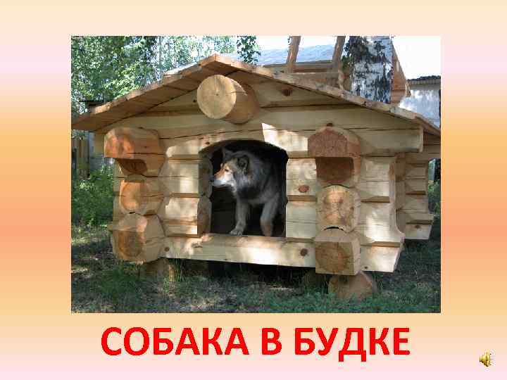 СОБАКА В БУДКЕ 