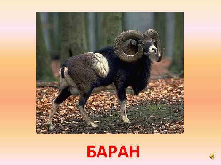 БАРАН 